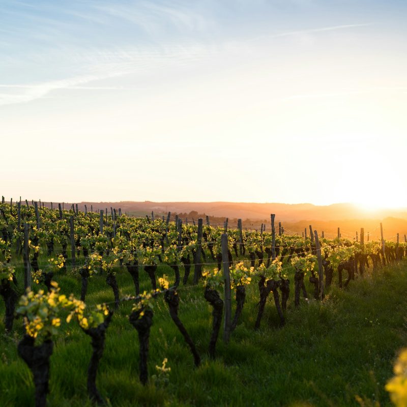 Rangs de vignes sous le soleil du soir